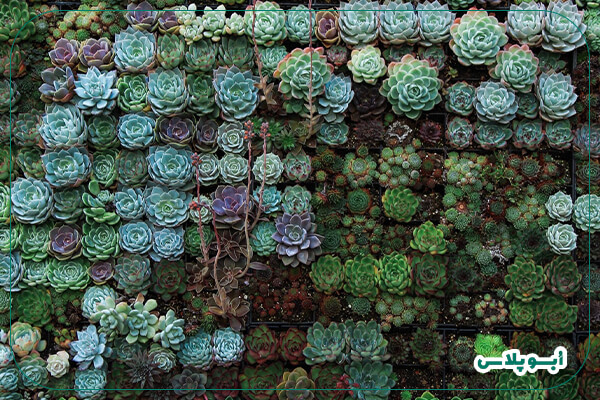دیوار سبز طبیعی یا گرین وال طبیعی با گیاه ساکولنت
