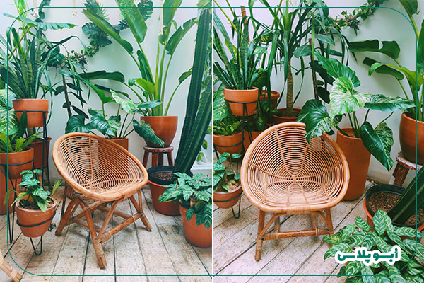 پرورش گیاهان در تراس خانه به همراه یک صندلی حصیری